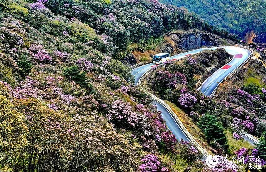 多样性|云南轿子山打造100亩高山杜鹃基因库