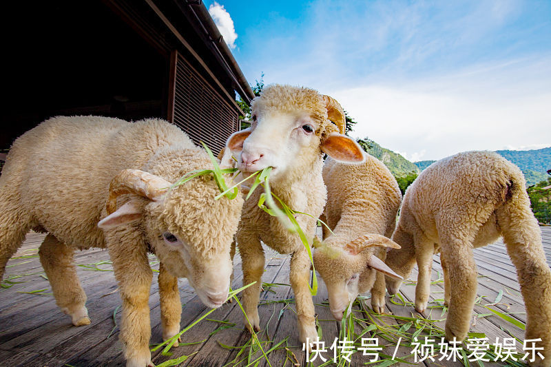 中下旬|11月中下旬获得神仙庇护的三大生肖