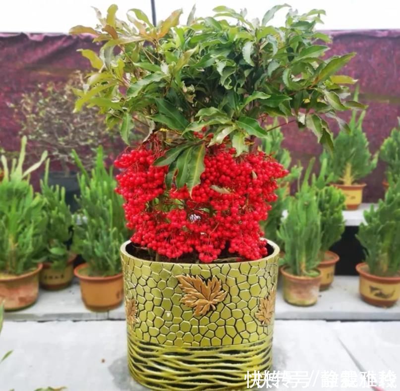 客厅养花，4种大气好看的品种别落下，关键是寓意好