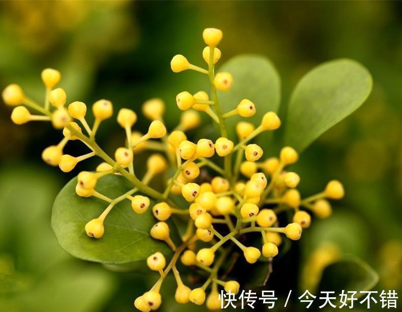 米兰花喜欢受虐,越晒越香,养护简单不费心,度夏很容易