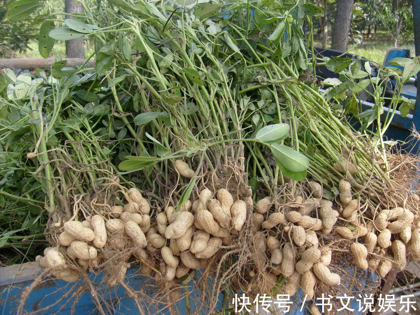 不饱和脂肪酸|坚持每天吃一抓花生,能健脑、益心脑血管,调节血糖,控制糖尿病