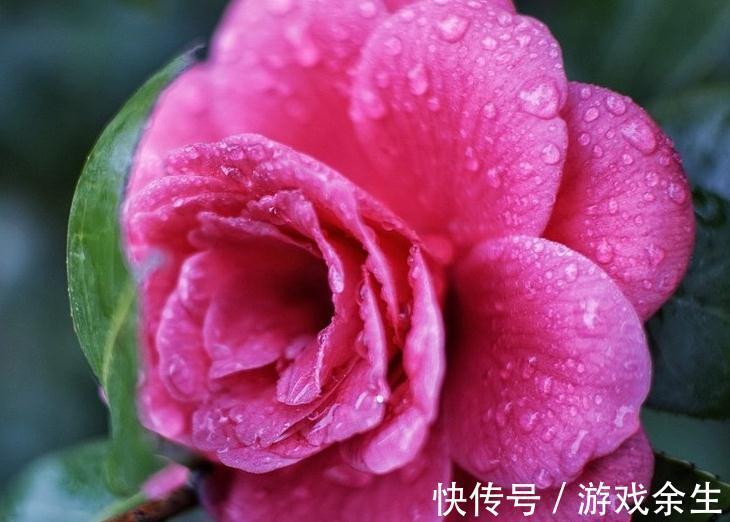 山茶花花小不鲜艳，做好这几点养护，花大又艳丽