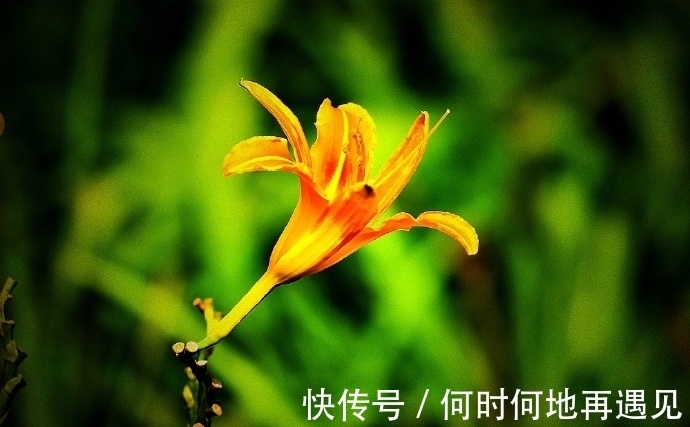 在中国古老广袤的大地上绽放了几千年的中国母亲花——萱草花