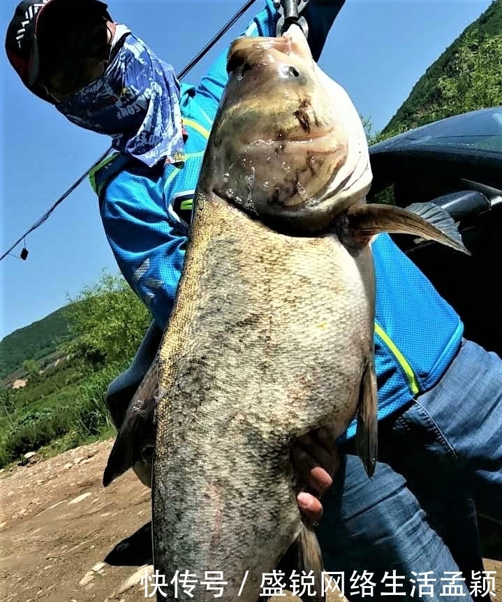 鲢鳙|钓鲢鳙用手竿拉鱼才带劲,这几点做好,不是你拉鱼,就是鱼拉你