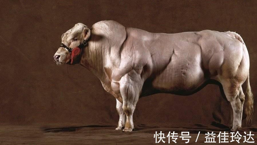 抑制素|魔鬼筋肉牛:人类改造出来的怪物,世界上最强壮的牛,你敢吃吗?