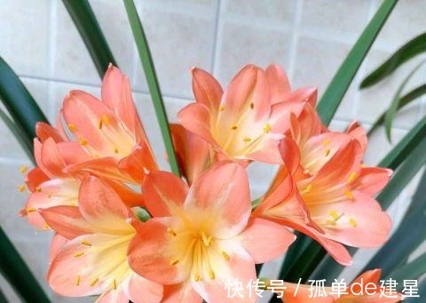 发黄|夏季养君子兰,记住一个“少”字,不烂根不黄叶,长的就是旺!