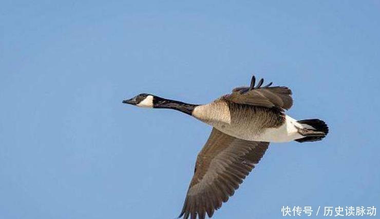 大会|诗词大会考苏轼“寂寞沙洲冷”,百人团34人答错,这题出得有水平