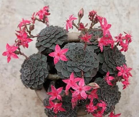 此款多肉植物,冷门不受欢迎,看过它开花才后悔,原来是花仙子