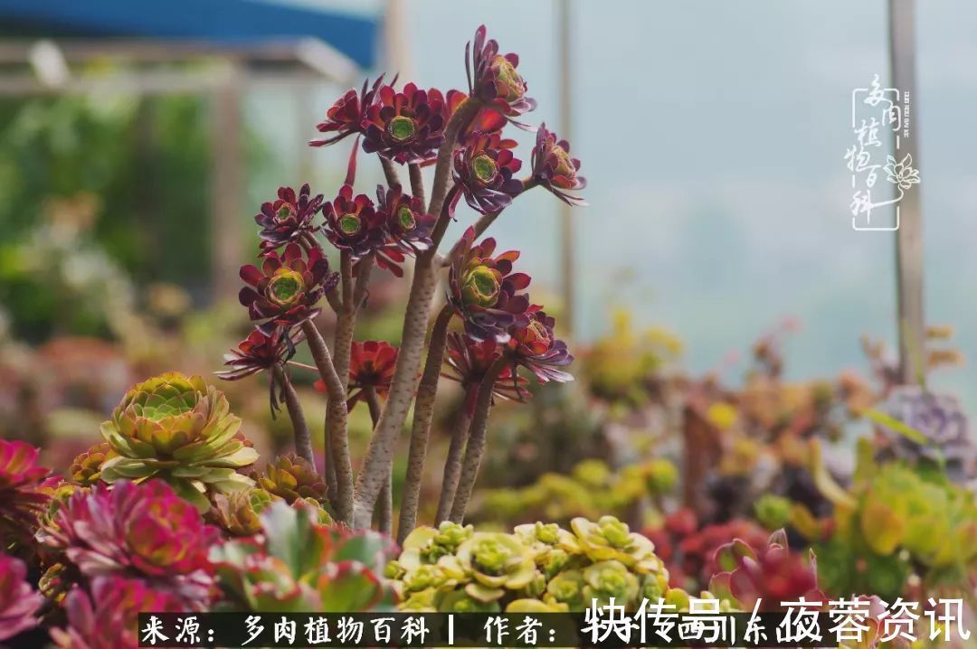 夏天|夏天日晒雨淋，秋老虎来势汹汹，你的多肉准备好逆袭了吗