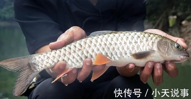 10种价格很高的淡水鱼,钓到这些鱼赶紧带回家