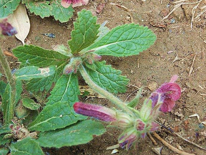 骨髓|中医上真正的“补肾之王”,大地的骨髓,补肾强身怎少得了它