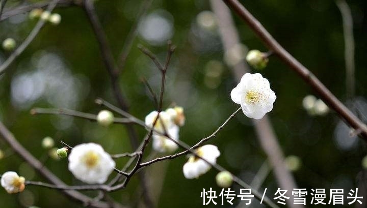 仙子!秋瑾一首《咏白梅》七律:写品格高洁的梅花,更是诗人自身的写照