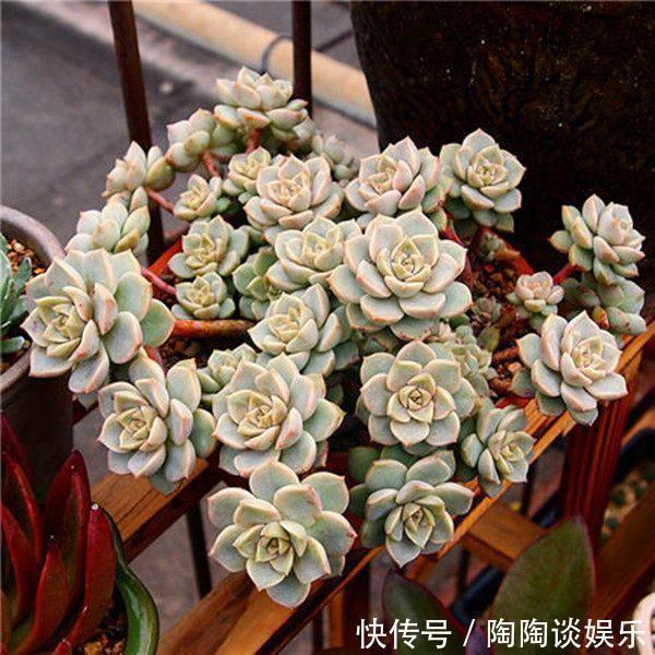 夏天|6种多肉,夏天要多操心,不然再美,也得“度夏死”