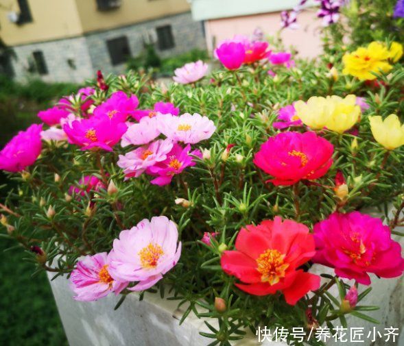 枝条|太阳花你都养不开花？看看这3个“条件”，你少做了那一个