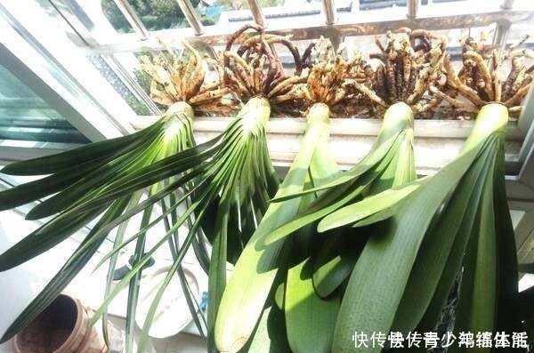 养君子兰,“深盆”好,还是“浅盆”好选错了,不长叶,难开花!