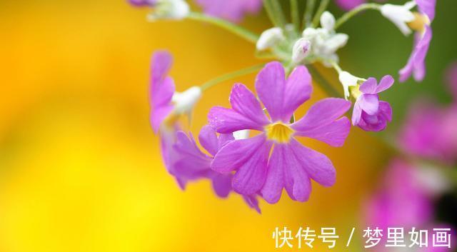 桃花运|8月上旬开始，桃花运最旺，喜结良缘，要脱单的4大星座