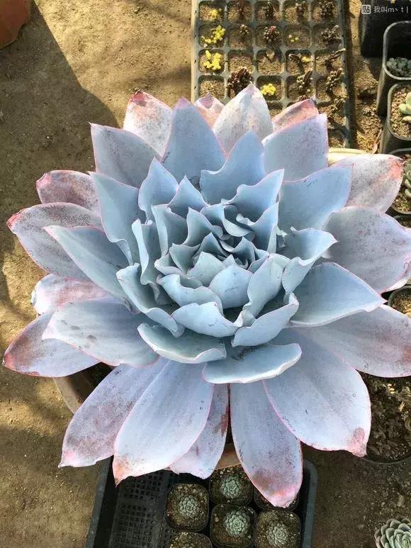 4种大型多肉超霸气,个个都是“巨无霸”,越养越值钱!