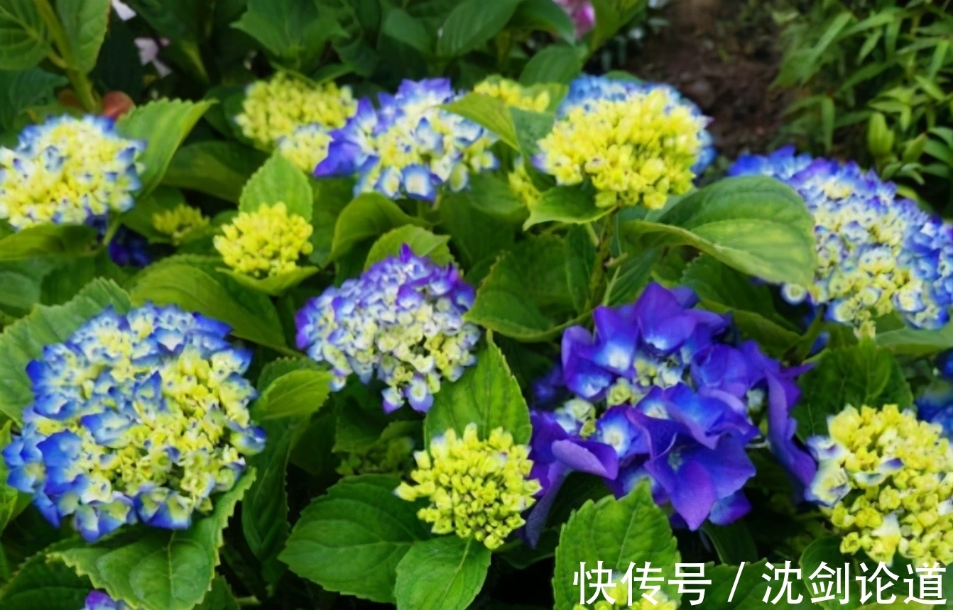 春季绣球长新芽，现在要做“5件事”，才能开花又大又漂亮