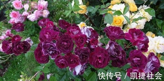 6种冷门月季,看一眼就中“毒”,没养的人都后悔了!