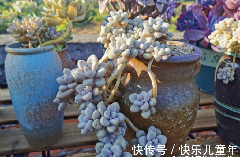 栽种多肉先放土还是“肉”?貌似很简单的问题,但却有很多小技巧