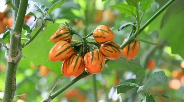 阳台种盆菜,比花还好看,结果还能吃,别提多美了