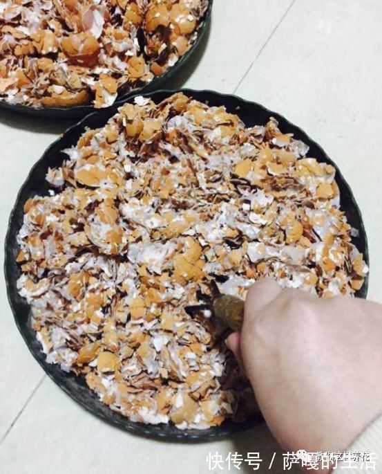 发酵|老花匠：扔4种“东西”，就是扔钱，比花肥还好用，不花钱！