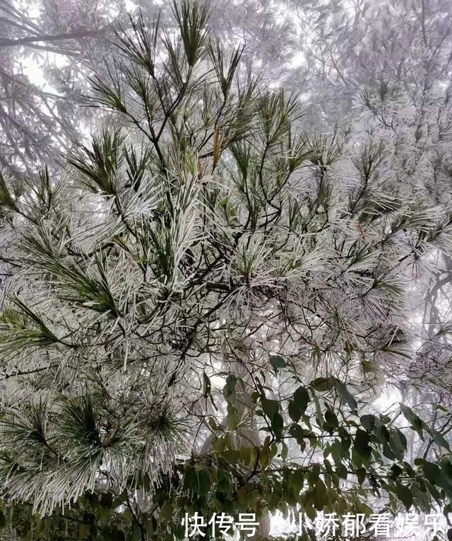 贵州|快看！贵州黔东南雷公山上处处银装素裹，风景美翻了……