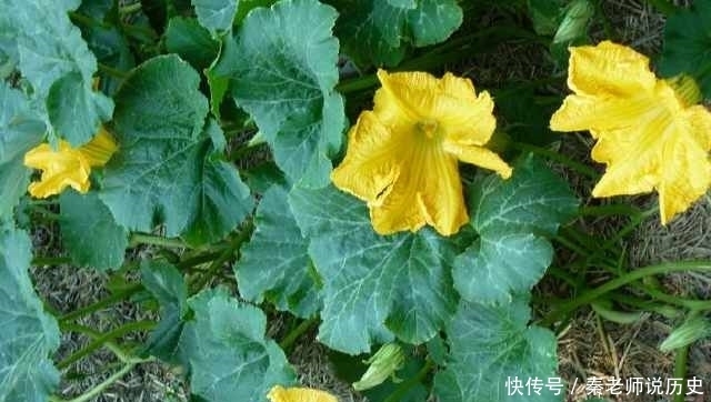 烧出来|可别小看这种藤上开的花,拿回家烧出来的美味,老公对你刮目相看