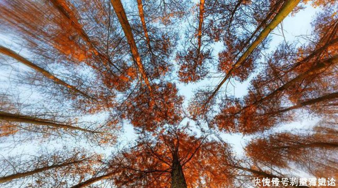 小池|杨万里比较冷门的一首诗，但是同样写得很有趣，值得我们一读再读