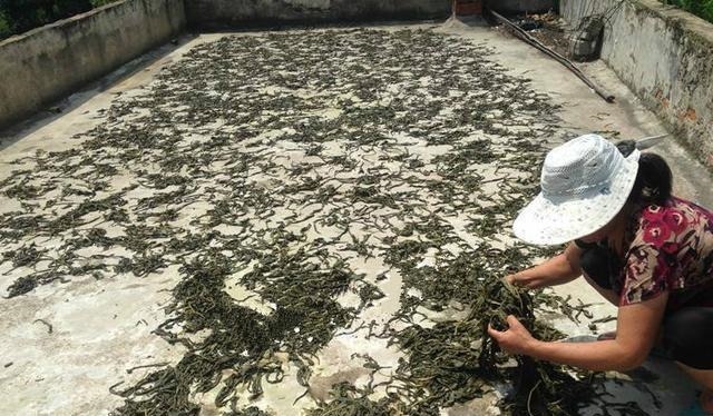 很多人只吃种子，殊不知叶子才是“宝贝”，20元1斤供不应求