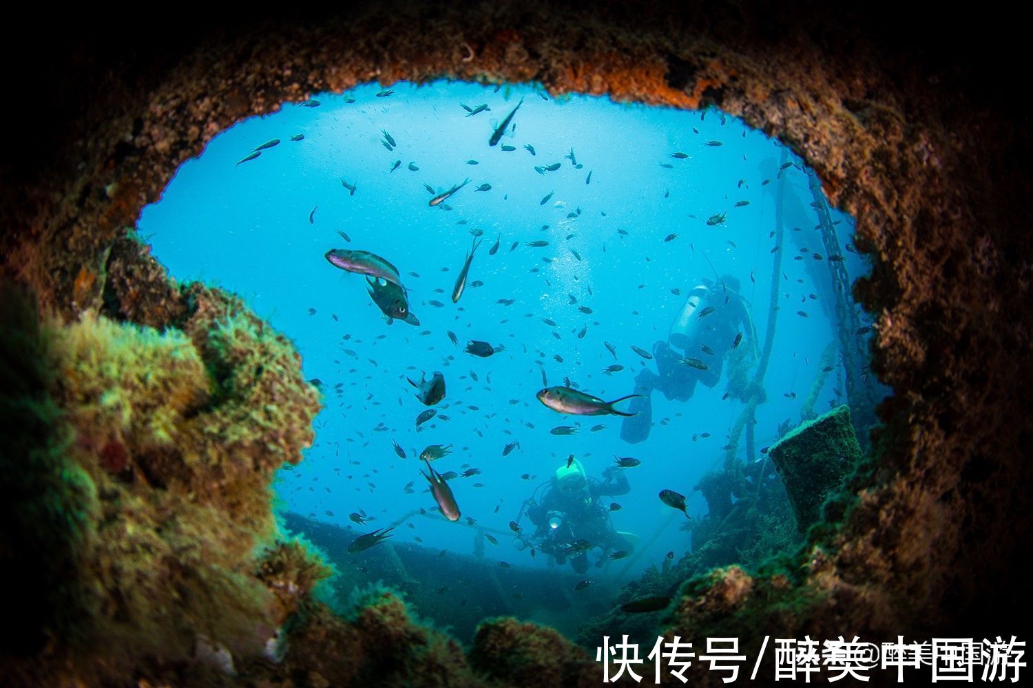 海底生物|游览分界洲岛，潜水赏景与动物互动，适合结伴游玩