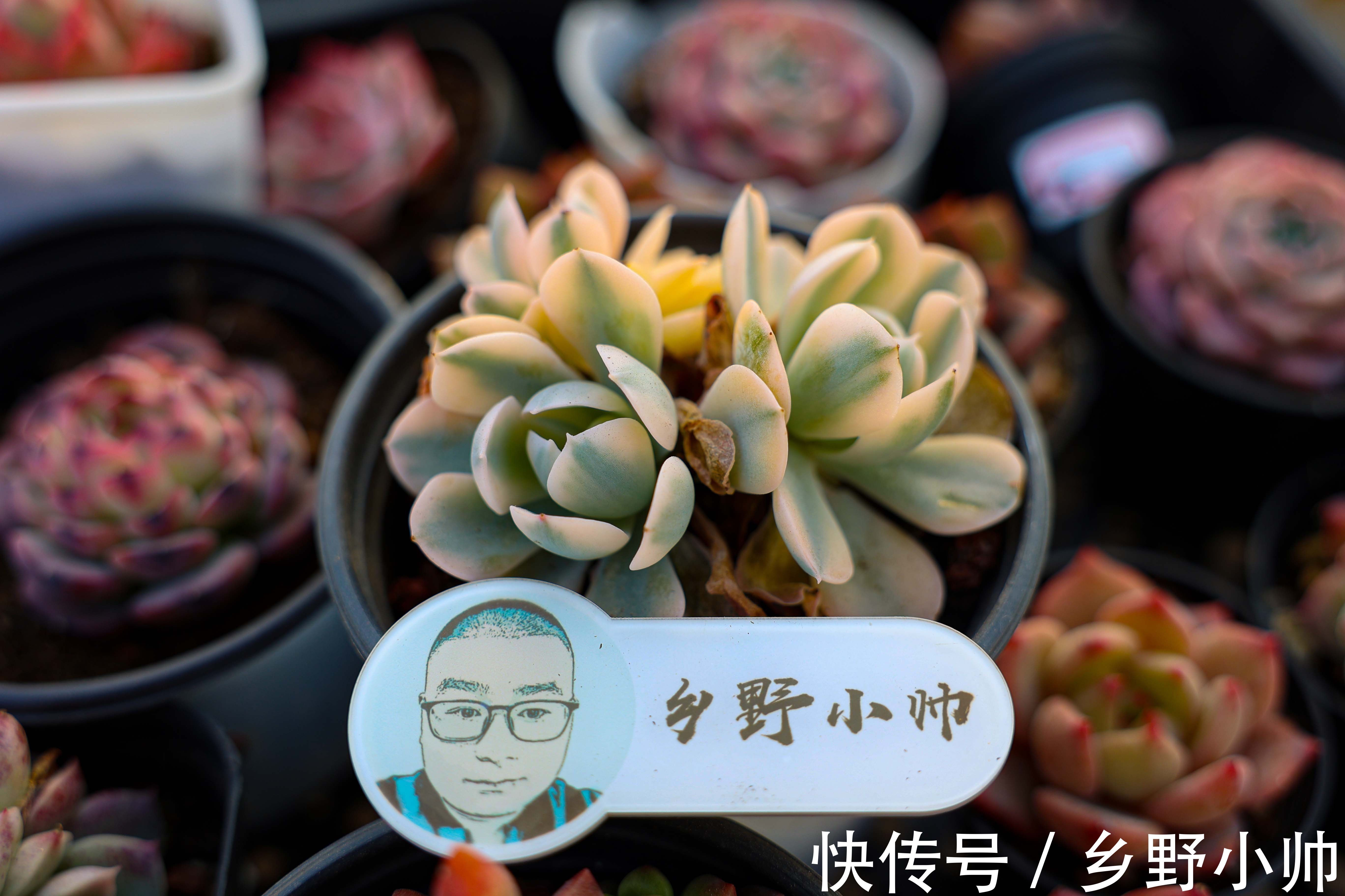 养好它,半年收获一大盆,冬日美肉之,笨芭、桃蛋篇