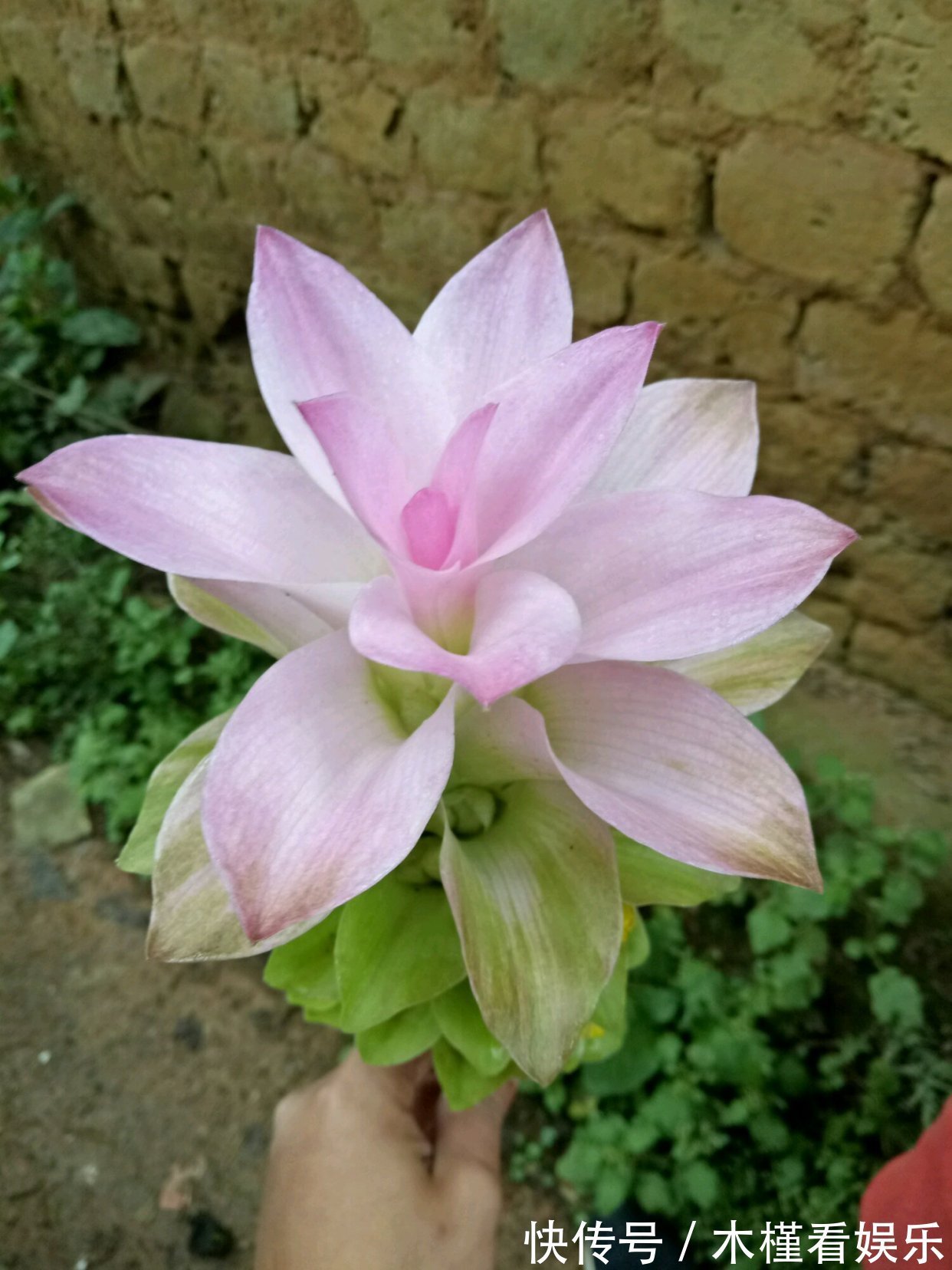 此花是世界名花，花朵超漂亮，花期长，养护简单，室内盆栽也可以