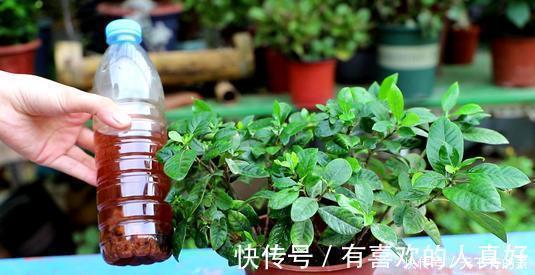 张大爷|张大爷养花,用“2种水”轮流浇,没想到,1年养出漂亮“小花园”