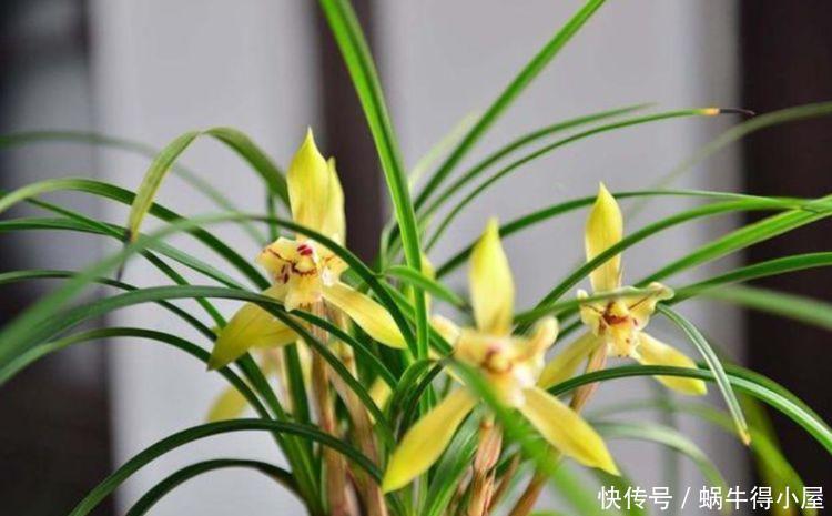 此花被称“香水之花”,-20℃冻不死,花朵美艳,美爆了