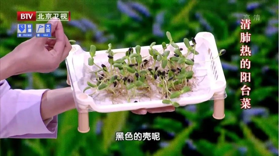 绿豆芽|雨水后常吃这类菜，补肾化湿、润肠通便、疏肝解郁，在家就能种