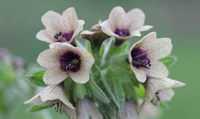 世界上最妖冶的花，也是世界上最毒的花，外表漂亮惹人喜爱