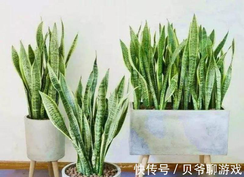 金边瑞香|此4种花,冬天再便宜也不要买,买一盆死一盆