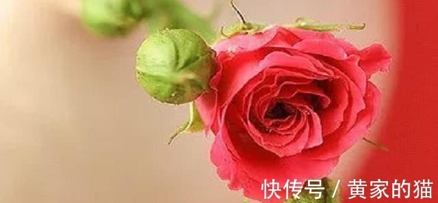 玫瑰|塔罗占卜：4朵玫瑰，你觉得哪朵最先枯萎？测你在多少岁会显老！