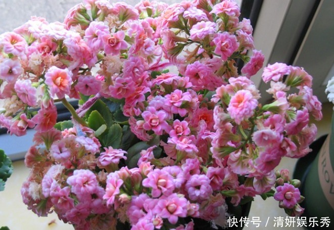 肥料|长寿花这样养，春天花朵呼呼开，一年养成漂亮老桩！