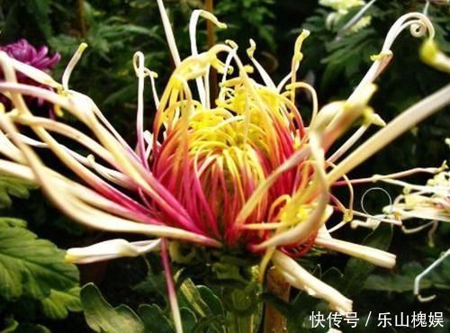 过路黄|此款花卉被称为“开花机器”，花姿卓越，花朵美艳又迷人，美