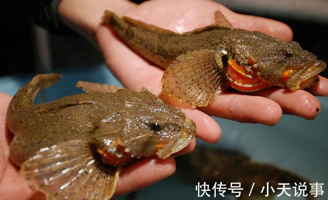 10种价格很高的淡水鱼,钓到这些鱼赶紧带回家