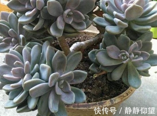 家庭养多肉,做到这些才能够出状态、不伤根,盆盆长得漂亮