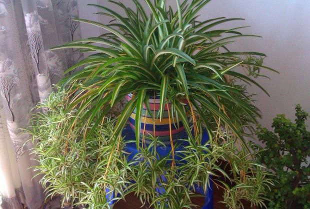 有“3种植物”，非常与众不同，需要修剪枝桠，才可以长的更好