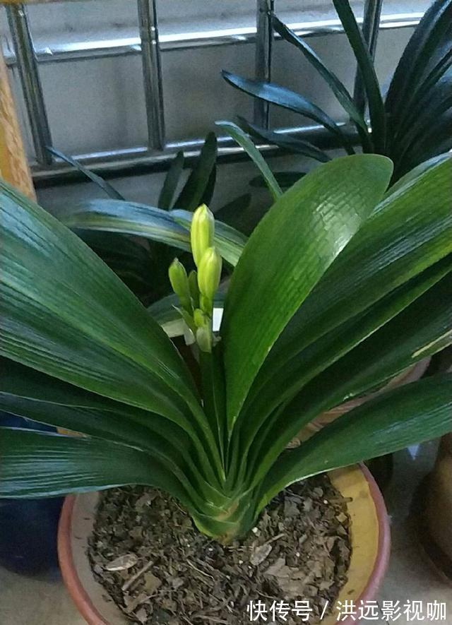 浇水|君子兰浇水4要点，掌握君子兰四季浇水技巧，开花爆盆不难