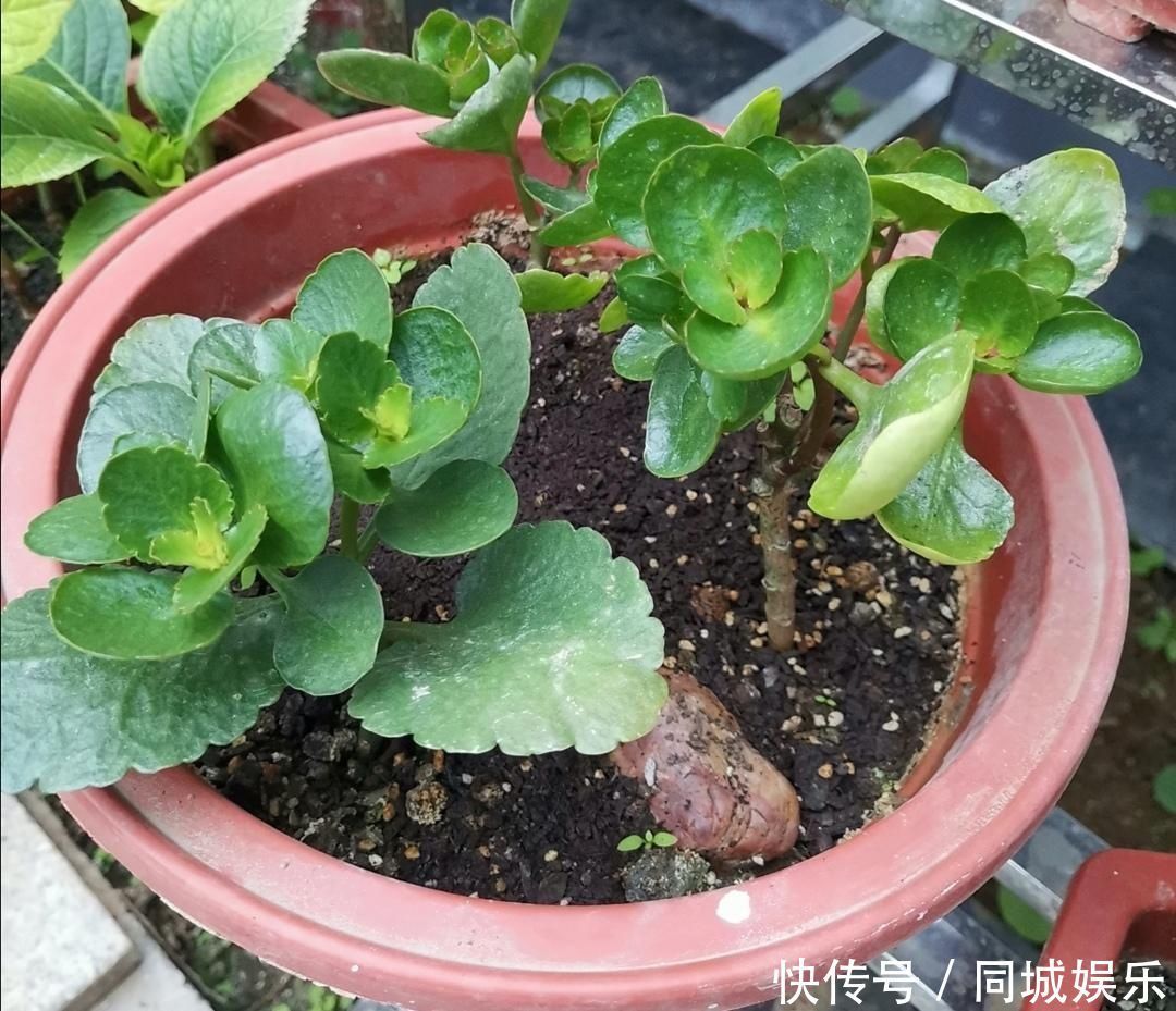 材料|家中养花,盆土容易结板,掺入4种“材料”,松软透气养分丰富