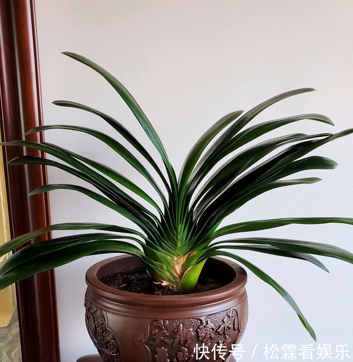 君子兰叶片发黄乱糟糟只需换个位置，叶片绿油油，规律似蒲扇