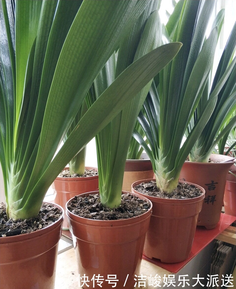 植株|5种花，夏天喜欢“淋雨”，雨水多长得旺，花朵鲜艳芳香