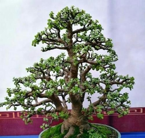 养金枝玉叶，了解掌握几个要点，枝干粗壮，长成老桩盆景！