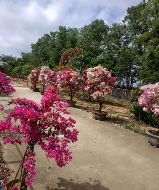 “最累”的8种花，花开连续几个月，一次开花几百朵